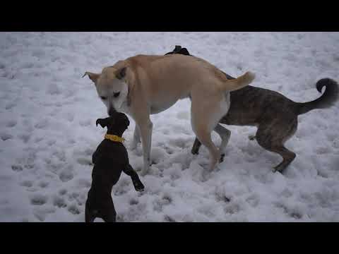 Jeeya, Jozy & Jaxx playing in the back yard 1/25/20