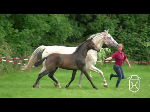 09 Hengstfohlen von Cascadello I - Cassini I - Landadel