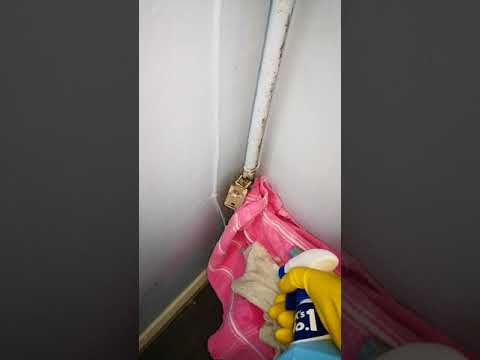 Astonish Mould and Mildew Blaster Demo /Review