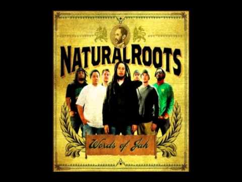 Natural Roots - Lion in the sun