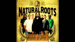 Natural Roots - Lion in the sun