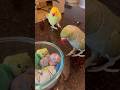 Baby Won T Stop Crying He S OK Just A Little Grumpy Talkingparrot Talkingbird Babyanimals