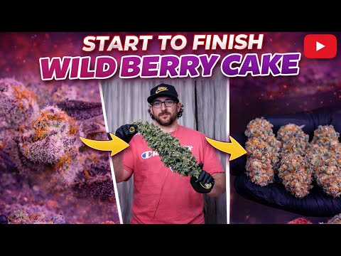 HOW TO GROW WEED EASILY ORGANIC LIVING SOIL | WILDBERRY RUNTZ: GROW SET UP, GERMINATION, SEEDLINGS