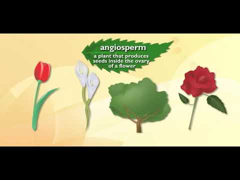 Scholastic Study Jams Angiosperms