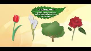 Scholastic - Study Jams - Angiosperms