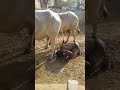 Andhbakht In India