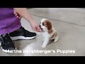 Cavalier King Charles Spaniel dogs for sale: Bobby - Video 1