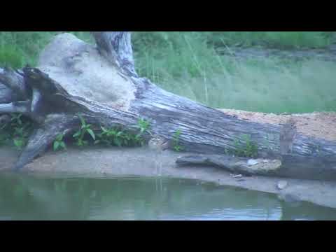 Djuma: Water Thick-knee young one - 05:48 - 02/17/19