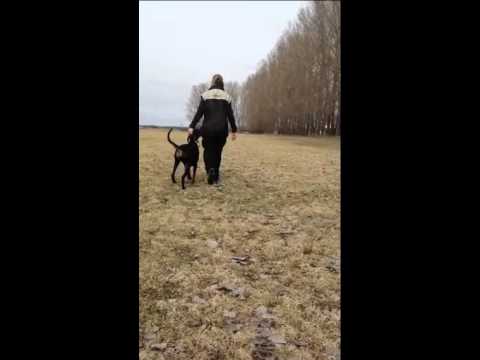 Dobguns nasira 13 månader