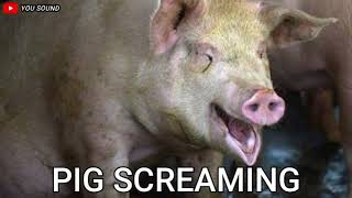 Download lagu PIG SCREAMING suara babi menjerit mp3 Download lagu PIG SCREAMING suara babi menjerit mp3