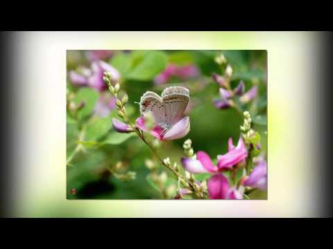 Lord of Eternity - Fernando Ortega