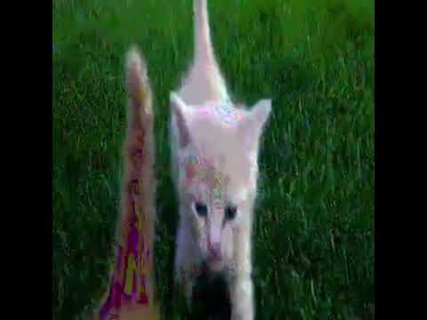 Sunnny x zangel- 2016 