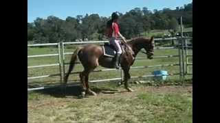 Flatwork on my horsey :)