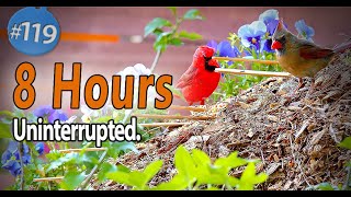 😻8 Hours of Birds Hiding Uninterrupted TV for Cats | Obstructed View Cat TV