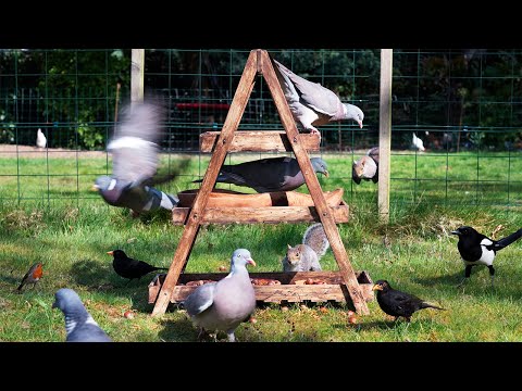 🔴 CAT TV 24/7 🕊️ Birds & Squirrels Lunch on a Sunny Afternoon 🐿️ Bird videos for cats 4K HDR