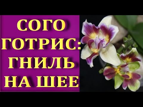 ФАЛЕНОПСИС Сого ГОТРИС (№2):гниль на шее, РЕЗУЛЬТАТ. Орхидея phalaenopsis Sogo Gotris.