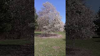 Wind moving, I think, a Flowering Dogwood tree. Musicial version.
