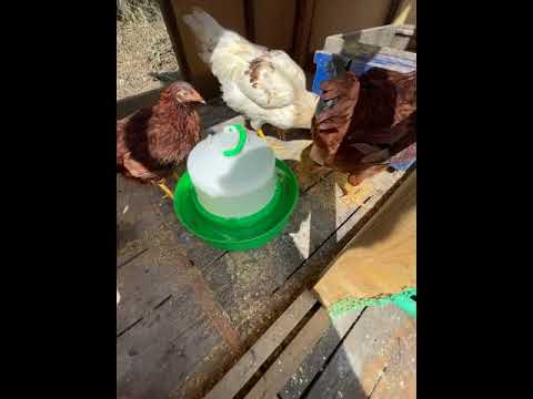 , title : '【小さな養鶏場】鶏小屋に新しい給水器を買ってみた。〜水やりを楽にする方法〜'