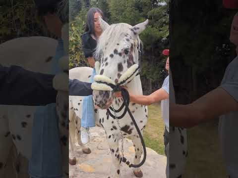 sesiones de fotos para quinceañeras con caballos en Bogotá Colombia