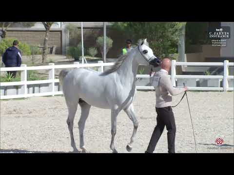 N.140 EL LA LINDA STC - KPAHS Kuwait Purebred AH Festival 2026 - Senior Mares A (Class 5A)