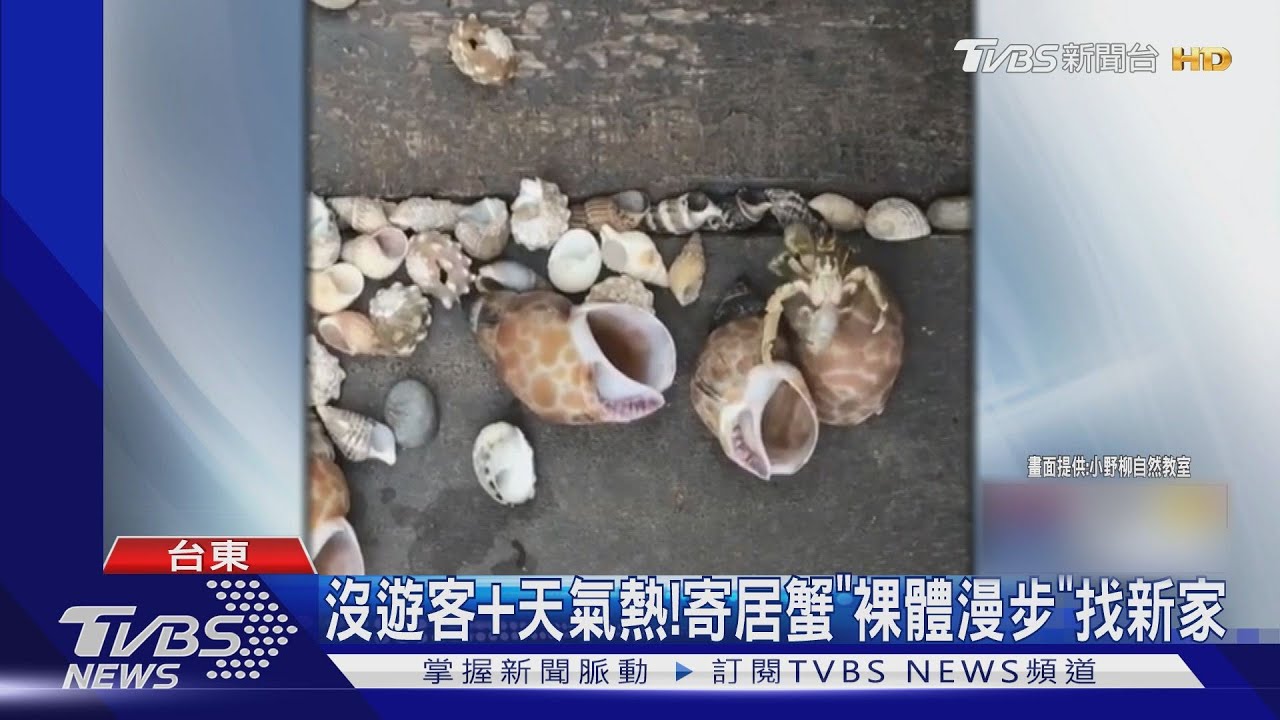 沒遊客+天氣熱!台東小野柳寄居蟹竟「裸體漫步」找新家