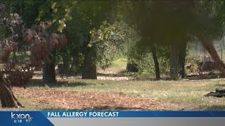 Fall allergy forecast