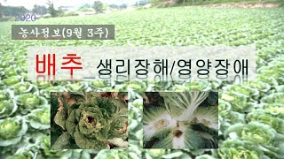 [농사정보] (9월3주)  배추_생리장해 및 영양장애