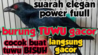 Download lagu Tuwu bird, full power gacor, suitable for anglers mp3