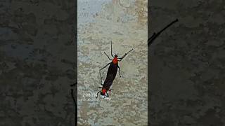 Aww Lovebugs (Marchfly) caught mating!❤ #bug #matingseason#insects #nature#lovebug #shorts #ytshorts