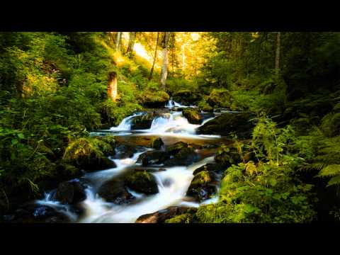 Kalpataru Tree - Of The River ᴴᴰ