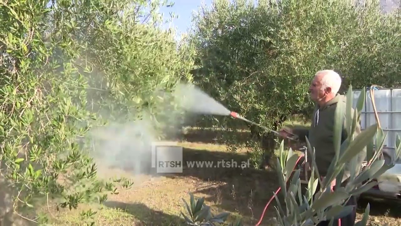 Tepelenë, nis kujdesi për ullinjtë dhe vreshtat, specialisti: Pritet një sezon me prodhim të mirë