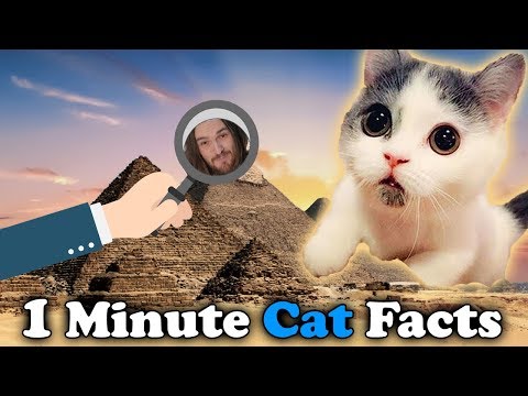 CATS - The MYSTERIOUS Alien like Pets - One Minute Facts