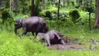 preview picture of video 'Indian Wildlife ( Elephant Mud Bathing )'