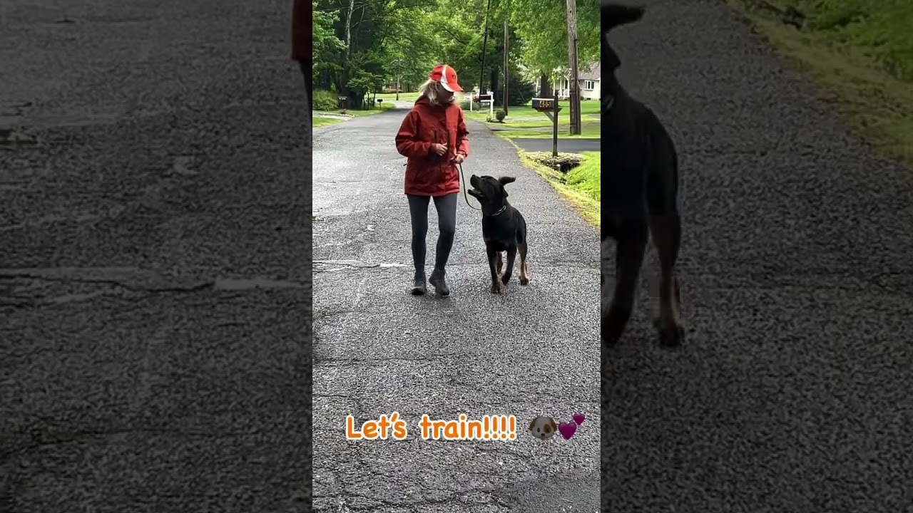 Rottweiler Training