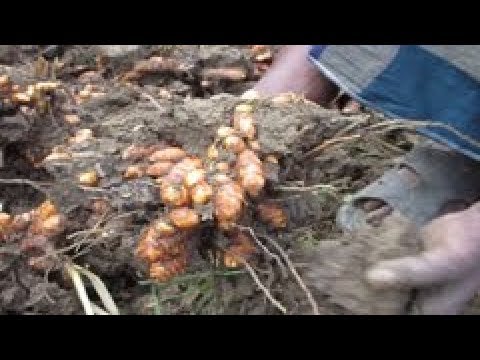 বিভিন্ন জেলায় জনপ্রিয় হয়ে উঠছে হলুদ চাষ