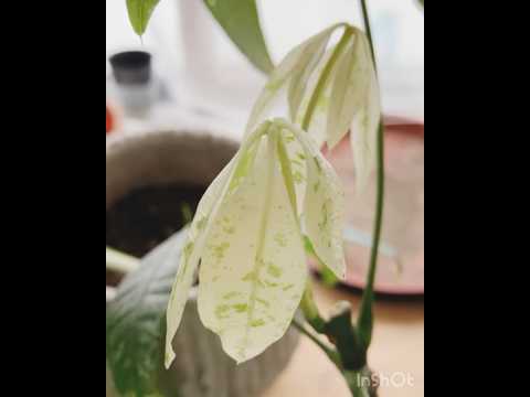 インテリアに最適なウチワサボテン 2023