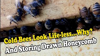 Cold Bees Look Life-Less....Why? And How To Store Drawn Honeycomb