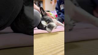 夢見心地の愛犬🥰