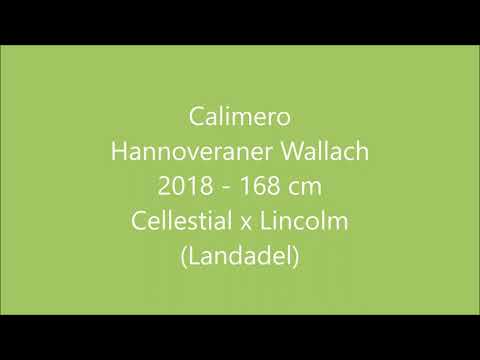 3,5 jähriger Wallach Cellestial x Lincolm L (Landadel) - Don Juan