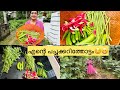 My Vegetable Garden