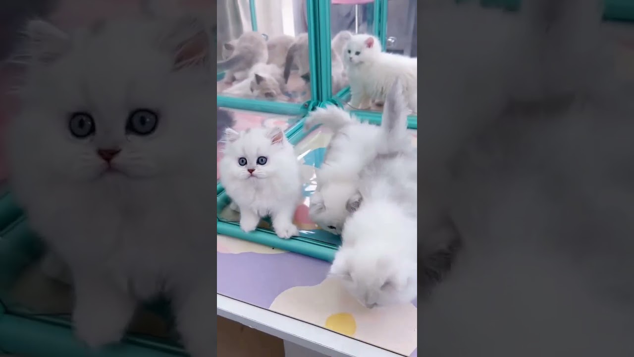 Aww so cute kittens ♥ #cat #kitten #cute #animal