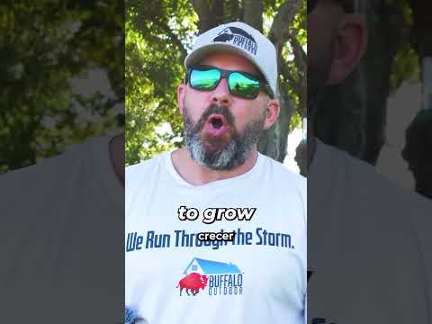 How to Treat Lawn Fungus