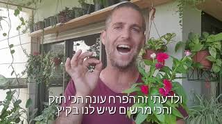 פרחי עונה שפורחים בגינה במשך כל הקיץ