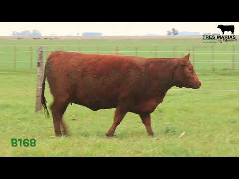RP: B168. Vaquillonas Puras Pedigree. Cabaña Tres Marias. 2° Corral.  Gregorio Aberasturi SRL.