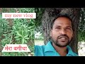 My New Vlog Mera Bagicha Vijayvermavlogs 2022 Viralvlogs Youtube Mynewvlog