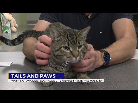 These pets need a forever home - YouTube