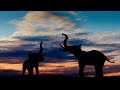 Elephant Trumpet Growls Sound Effect