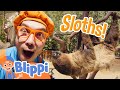 Blippi Meets A Sloth At The Zoo Animal Stories For Kids