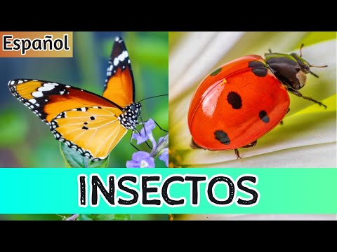Insectos para Niños: Mira los Insectos en Acción y Despierta la Curiosidad de Tu Hijo/a! 🐞🦋
