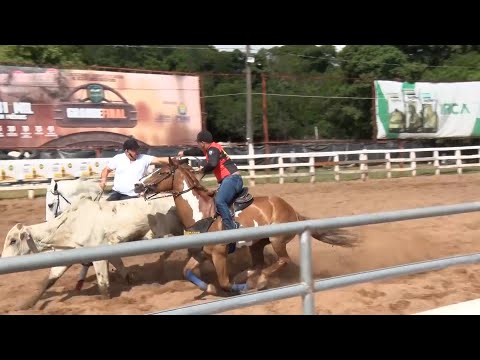 Cavalos de Quarto de Milha de propriedade rural de Teresina são destaque na Expoapi 17 12 2022